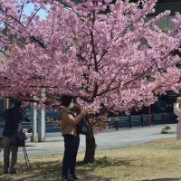 ぽかぽか陽気に笑顔　千葉県内、全１５地点で今年最高気温　佐倉市で２２・４度記録