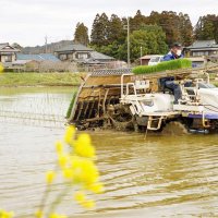 春分の日田植え開始　いすみ、一足早く