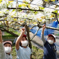 おいしい梨、実るかな　いすみ・古沢小　３年生が受粉作業