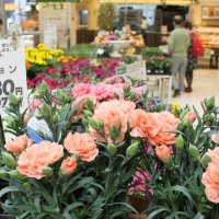 千葉市の特産品ずらり　花や野菜、工芸品　イオン鎌取でフェア