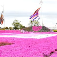 シバザクラ見頃　色鮮やか“花のじゅうたん”　６６００平方メートル　東庄