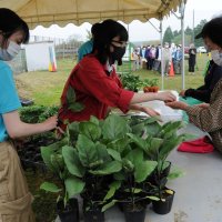 学習成果の苗どうぞ！　市原高　春の販売会盛況