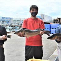 「瞬〆」スズキ旬到来　一手間で鮮度とうま味両立　船橋漁港