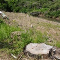 【独自】千葉県、民有地の樹木を無断で伐採　「大切な杉、切られた…」補償問題も浮上　市原・村田川周辺
