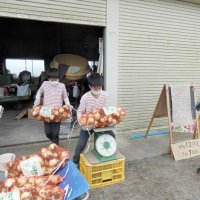 タマネギ高騰で産地に異変！？　「たまねぎ狩り」人気殺到で終了続出　価格３倍、出荷シフトへ