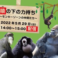 サルの魅力解説　料金は飼育活用　千葉市動物公園有料ライブ配信　２９日に第２弾