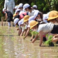 おいしい米に育ってね　嶺南小児童が田植え　南房総