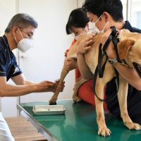成田　麻薬探知犬　病も早期発見だワン！！　健康診断　怖がる様子も活躍決意