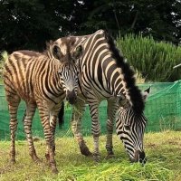 シマウマ親子ら３頭仲間入り　平原ゾーンの整備完了　６月２日から千葉市動物公園