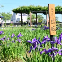 ハナショウブ涼しげに咲き誇る　「あやめ祭り」開幕　香取・水郷佐原あやめパーク