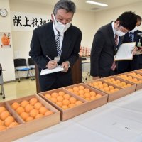 「房州びわ」３年ぶり皇室献上　大粒の最高級品ずらり　南房総で選果式