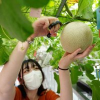 学校栽培メロン初収穫　新たな特産品へ　御宿・中央国際高