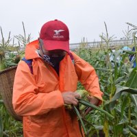 学校給食用にトウモロコシを収穫する生産者＝匝瑳市
