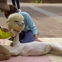 アルパカの毛刈りに衝撃の声　「首だけ！？」「シュール」　残した毛の理由は…　市川市動植物園