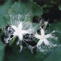 花のレースで大きくみせる　カラスウリ　川名興　【房総の草木虫魚】（３７７）