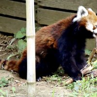 風太１９歳　タケノコで祝福　千葉市動物公園