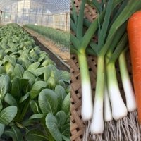 いすみ産有機野菜、名付け親になって！　採用者１人に野菜セット１年分届く