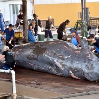 ツチクジラ初水揚げ　体長９・５７メートルの雄　南房総・和田漁港