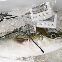 いすみの魚鮮度“見える化”　価値高め持続可能な漁業へ　数値で食べ頃判断　【ＳＤＧｓちば】