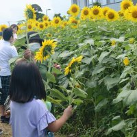 初登場したヒマワリ迷路
