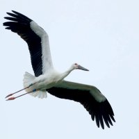コウノトリ「はく」大空へ　野田市、放鳥１５羽目