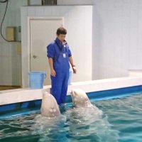 鴨川シーワールドでベルーガの飼育を担当していた頃の茶森巡査（本人提供）

