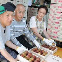 献上イチジク心込めて　市原・姉崎　相川さん　食べ頃選果