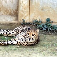 チーターの子４頭他園へ　千葉市動物公園　繁殖のため、８月２５日送る会