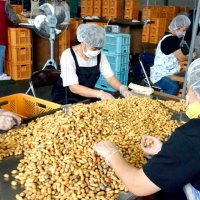 出荷できる落花生を選別する臨時職員ら＝銚子市