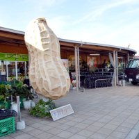 大きな落花生のオブジェが出迎える「道の駅　木更津　うまくたの里」
