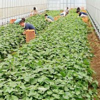 サツマイモの苗を管理する芝山農園の社員ら＝香取市（同農園提供）