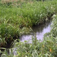 現場は水かさが増しており、排水溝が見えない状態だった＝２日午後５時３５分ごろ、千葉市中央区生実町の生実川
