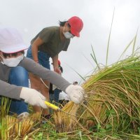 ５年生４６人　稲刈り挑戦　新米、給食で味わう　長生地域