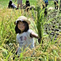 昔ながらの鎌で稲刈り体験　習志野・実籾地区、親子１１０人　５月に田植え、農の営みに触れ