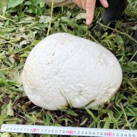 草むらで見つかった謎の白い球体＝１４日、市原市