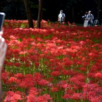 スマートフォンで思わず撮影する人も