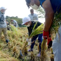 地元農家と稲刈り　瑞穂小児童８０人が汗　大網白里