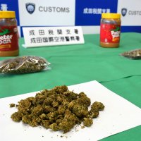 麻薬探知犬のレミ号が嗅覚によって発見した乾燥大麻