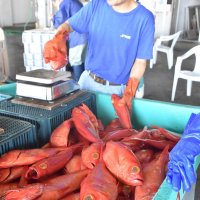 外房沖のキンメ漁解禁　勝浦で初水揚げ