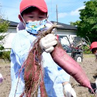 大きなサツマイモを掘り出した園児＝４日、白子町