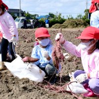園児１００人イモ掘り挑戦　白子の遊休地 豊作に笑顔