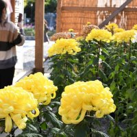 菊花６００鉢鮮やかに　成田山新勝寺１５日まで展示