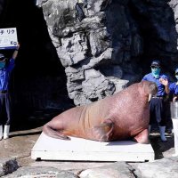 育ち盛り１年で６７キロ増　セイウチ「リク」　鴨川シーワールド