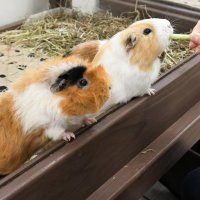 餌を一生懸命に食べるモルモット
