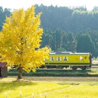 色づくイチョウ　列車とコラボ　大多喜・いすみ鉄道