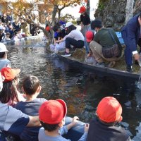 校門前のドーナツ池に錦鯉を放流した