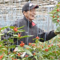 センリョウ、正月に向け出荷準備ピーク　「来年は素晴らしい年に…」　館山