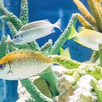 ウサギの耳に似てる？　鴨シー特別展　干支にちなんだ１８点、２０２３年１月３１日まで