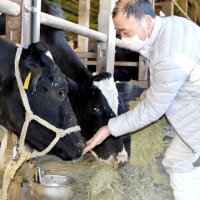 牛に餌をあげる松本さん
