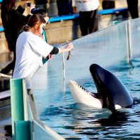 シャチと楽しい１日を　鴨川シーワールド　餌やりや撮影、参加者募集